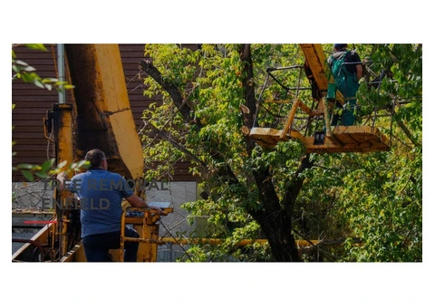 Tree Removal Enfield