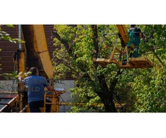 Tree Removal Enfield