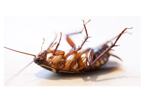 Pre Construction Pest Control Newcastle