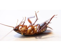 Pre Construction Pest Control Newcastle