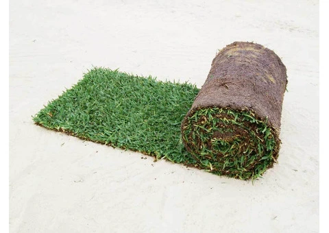 Enjoy Lush, Green Lawn in Winters Using Palmetto Buffalo Grass