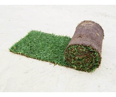 Enjoy Lush, Green Lawn in Winters Using Palmetto Buffalo Grass