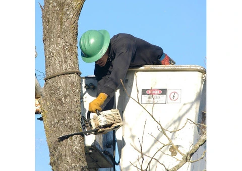 Best Arborists services  in Adelaide