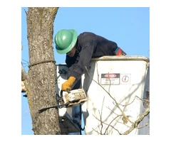 Best Arborists services  in Adelaide