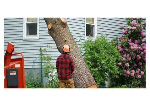 Expert Tree Maintenance Services in Adelaide - Your Local Arborist Solution