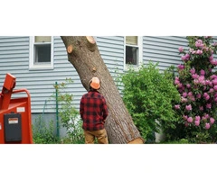 Expert Tree Maintenance Services in Adelaide - Your Local Arborist Solution
