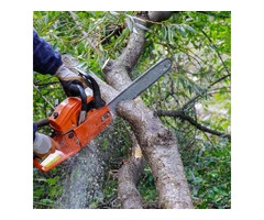 Best tree cutting services in Adelaide