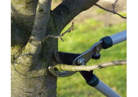 Best tree cutting services in Adelaide