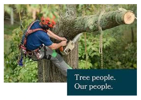 Professional Tree Removal Mornington Peninsula
