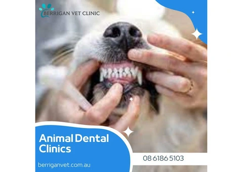 Animal Dental Clinics South Lake