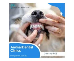 Animal Dental Clinics South Lake