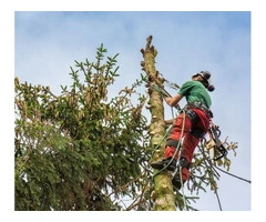 Best tree cutting service in Adelaide