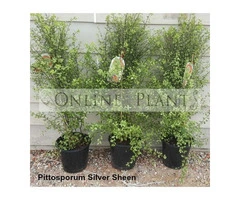 Pittosporum Silver Sheen