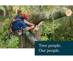 Highline Tree Care: Expert Tree Removal Services on the Mornington Peninsula