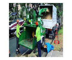 Tree Removal Bondi