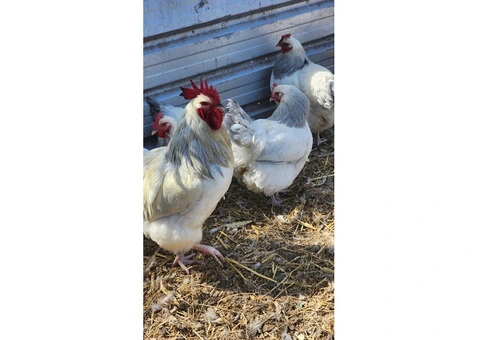 Coronation Sussexs  Fertile Hatching eggs. - 1/6