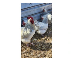 Coronation Sussexs  Fertile Hatching eggs.