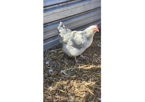 Coronation Sussexs  Fertile Hatching eggs. - 2/6