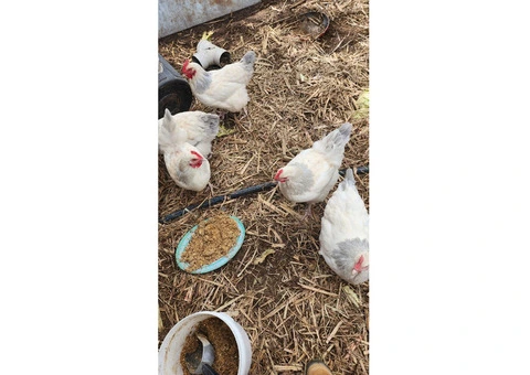 Coronation Sussexs  Fertile Hatching eggs. - 3/6