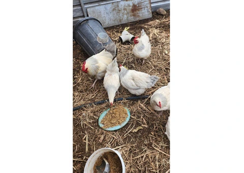 Coronation Sussexs  Fertile Hatching eggs. - 4/6