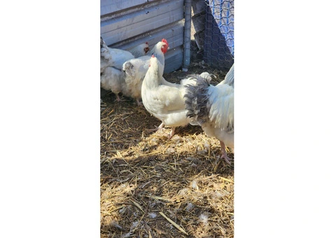 Coronation Sussexs  Fertile Hatching eggs. - 5/6