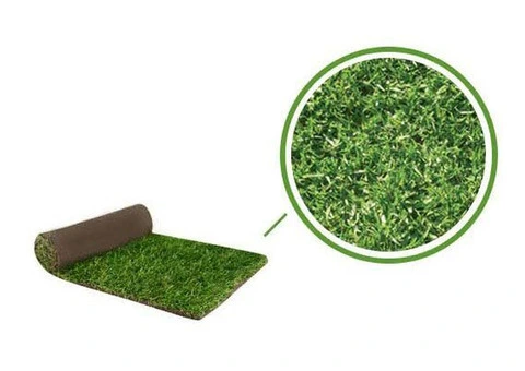 Grow Fresh Green Buffalo Grass Right Inside Your Budget