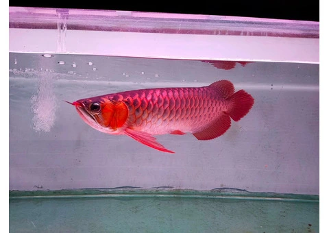Red Arowana Fish For Sale In Australia