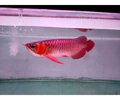 Red Arowana Fish For Sale In Australia