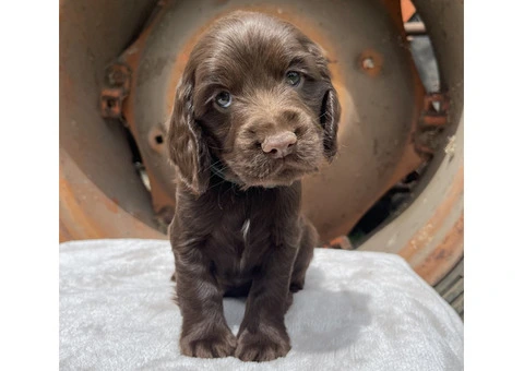 Cocker Spaniel puppies for sale in Melbourne