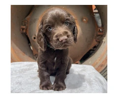 Cocker Spaniel puppies for sale in Melbourne