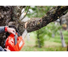 Tree Removal in Brighton: Professional Solutions for Safe Tree Management