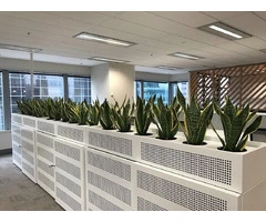 Transform Your Workspace with Vibrant Office Plants for a Healthier Environment
