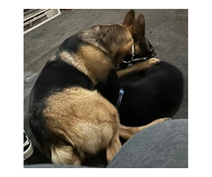 Pure bred German Shepard pup