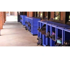 Nature's Storage Solution: The Outdoor Lockers