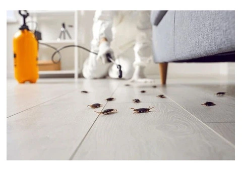 Effective Cockroach Control in Adelaide: Keeping Your Home Pest-Free
