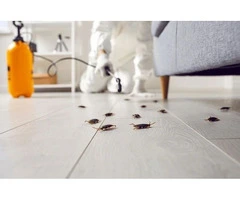 Effective Cockroach Control in Adelaide: Keeping Your Home Pest-Free