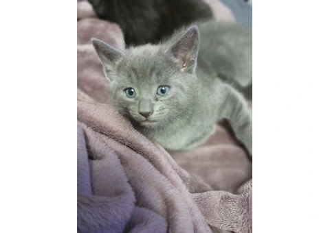 6 kittens Russian blue Cross ragdoll - 1/3