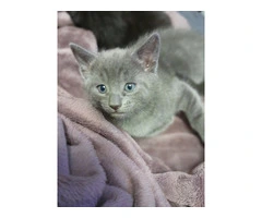 6 kittens Russian blue Cross ragdoll