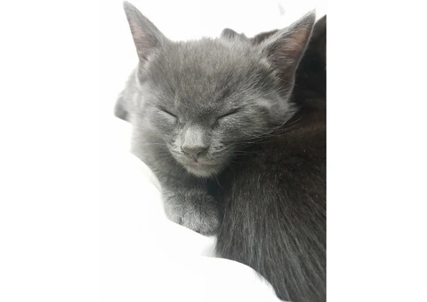 6 kittens Russian blue Cross ragdoll - 2/3