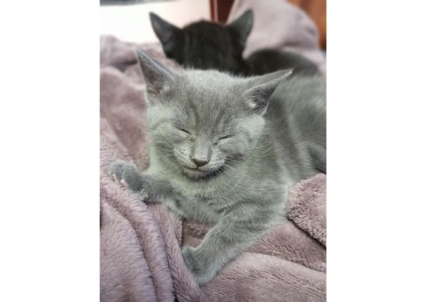 6 kittens Russian blue Cross ragdoll - 3/3