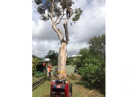 Expert Tree Removal Services in Sydney