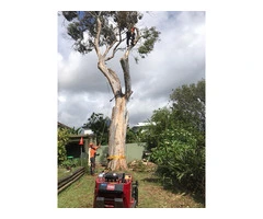 Expert Tree Removal Services in Sydney