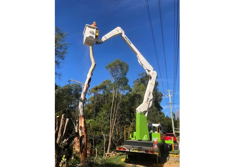 Expert Tree Removal Services in Sydney - 2/2