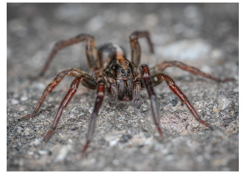 Effective Spider Removal and Control Services in Sydney