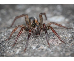 Effective Spider Removal and Control Services in Sydney