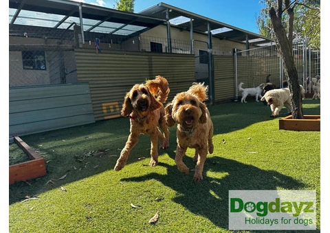 The best boarding and care services for dogs | Dogdayz Australia