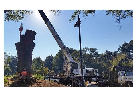 Tree Pruning Geelong