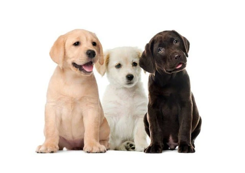 Perfect Puppies for Sale Adelaide