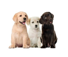 Perfect Puppies for Sale Adelaide