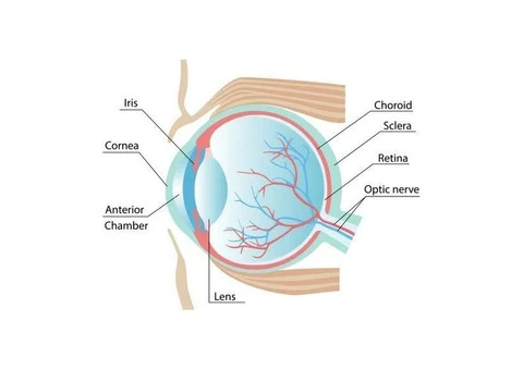 Reviving Vision: The Magic of Corneal Transplant Surgery